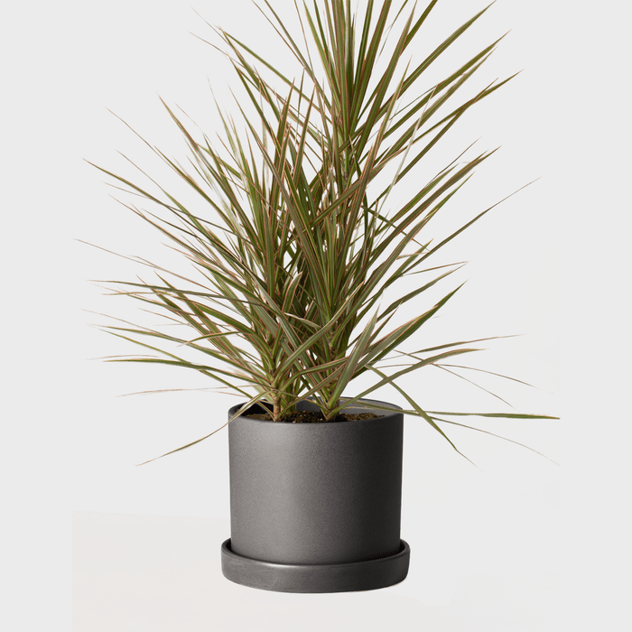 Spiky green plant sits in a round gray pot, isolated against a plain white background.