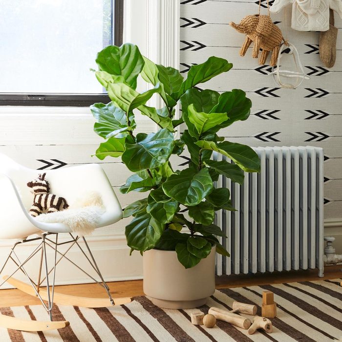 Plant stands in a beige pot, beside a white rocking chair with a zebra toy, in front of a patterned wall and radiator.