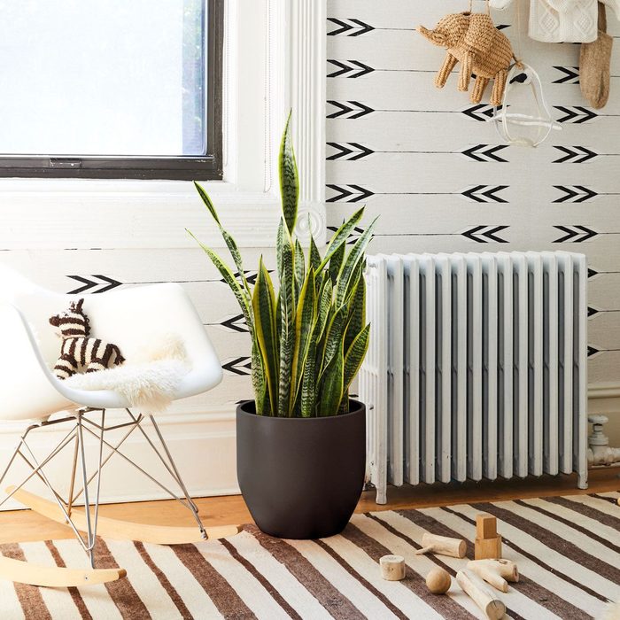Plant stands in a black pot near a white radiator, surrounded by a modern chair, striped rug, and wooden toys in a patterned room.