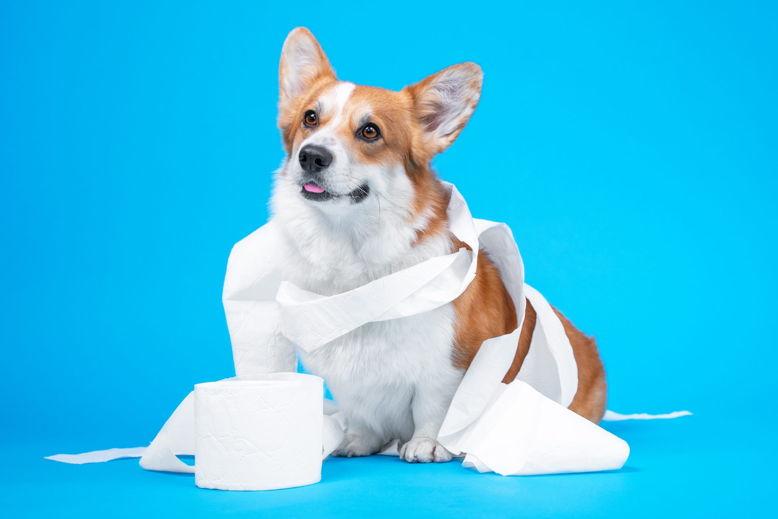 If You See White Dog Poop, This Is What It Means