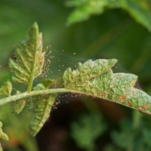 A plant leaf is covered in small red mites, under a fine web, in a lush garden environment.