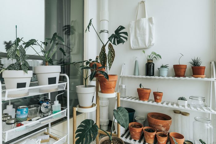 beautiful plants in balcony