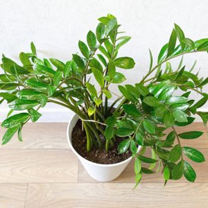 A lush green plant with glossy leaves sits in a white pot on a wooden floor.