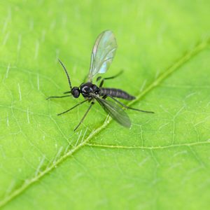 A small black insect rests on a bright green leaf, showcasing delicate iridescent wings in a natural outdoor setting.