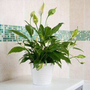A white pot holds a peace lily plant with glossy green leaves and white flowers, set against a tiled wall with green mosaic accents.