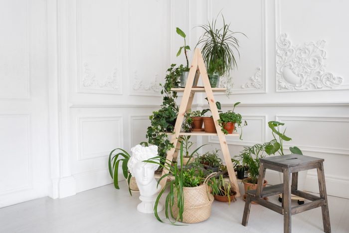 luxurious light interior in the Baroque style. A spacious room with DIY wooden stand for flowers. Plant stucco on the walls