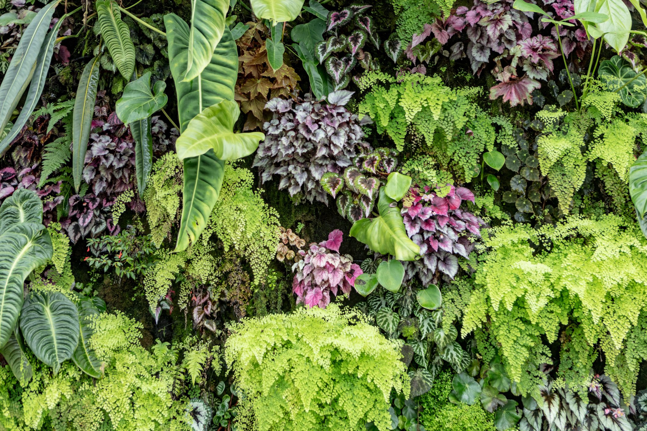 Vertical garden
