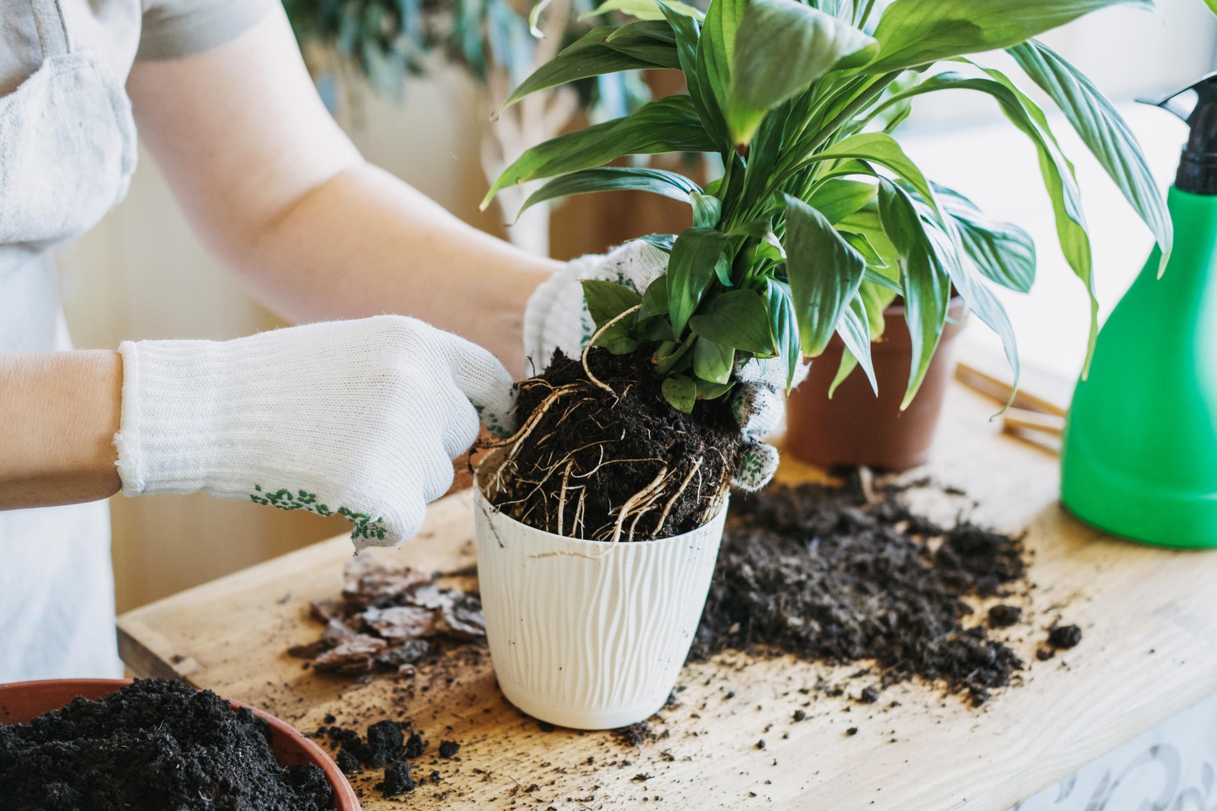 How and When to Repot a Plant