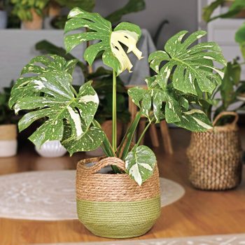 Variegated monstera plant sits in a woven basket on a wooden floor, surrounded by other potted plants and a gray covered table.