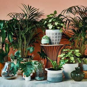 Houseplants sit in decorative pots, arranged on a wooden floor against a coral-colored wall, creating a vibrant indoor garden display.
