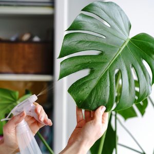 Hand sprays water on green monstera leaf, indoors.