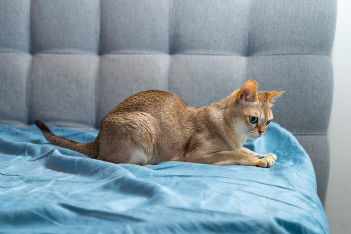 Portrait of adorable singapura cat. Animal photo. Stockholm.