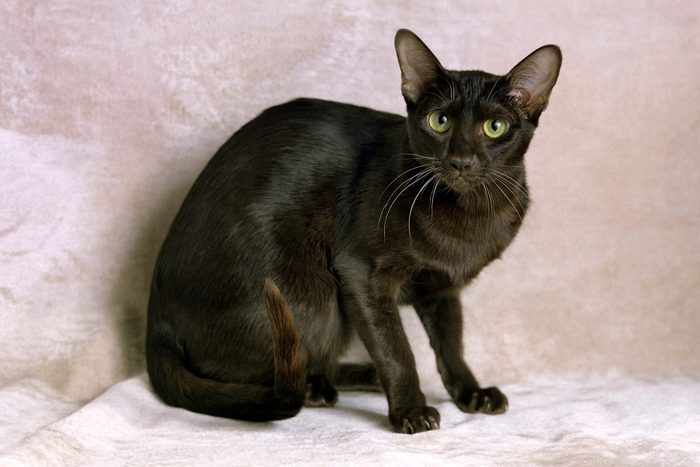 Havana Brown Domestic Cat