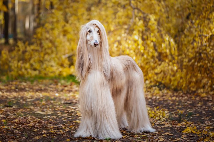 gorgeous Afghan hound