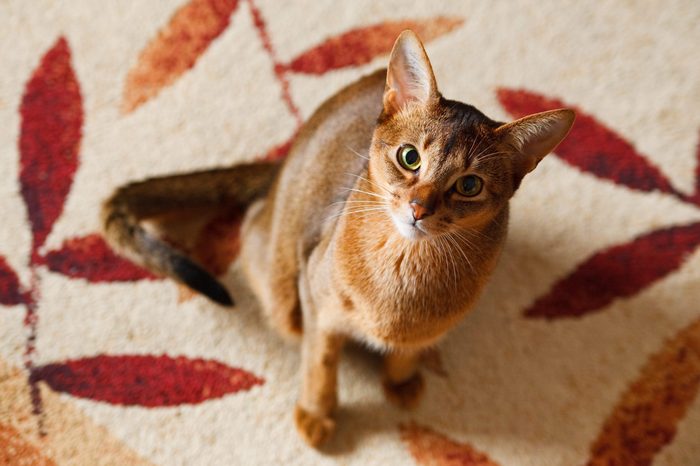 Abyssinian cat