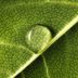 If Your Indoor Plant Has Water Droplets on Its Leaves, This Is What It Means