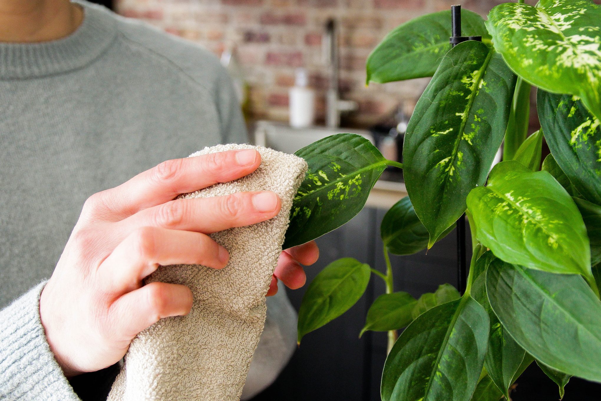 Dusting Plant leaves
