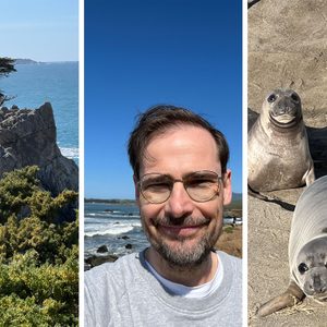 A lone tree on a coastal rock, a person smiling seaside, and seals resting on sandy beach.