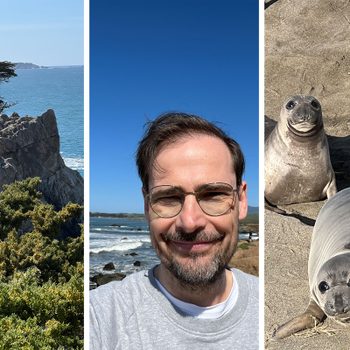 A lone tree on a coastal rock, a person smiling seaside, and seals resting on sandy beach.