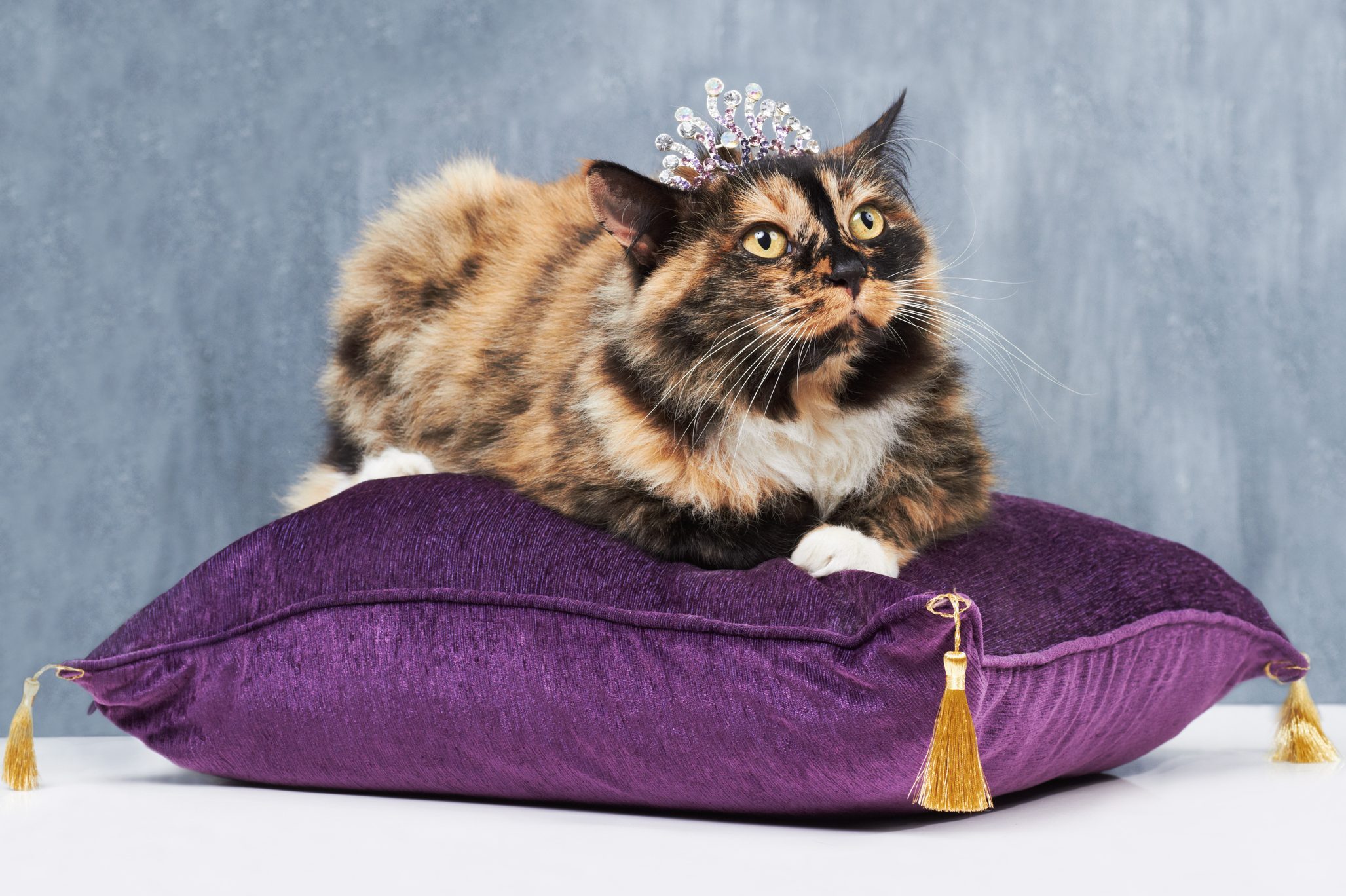 12 of the Most Expensive Cat Breeds Money Can Buy