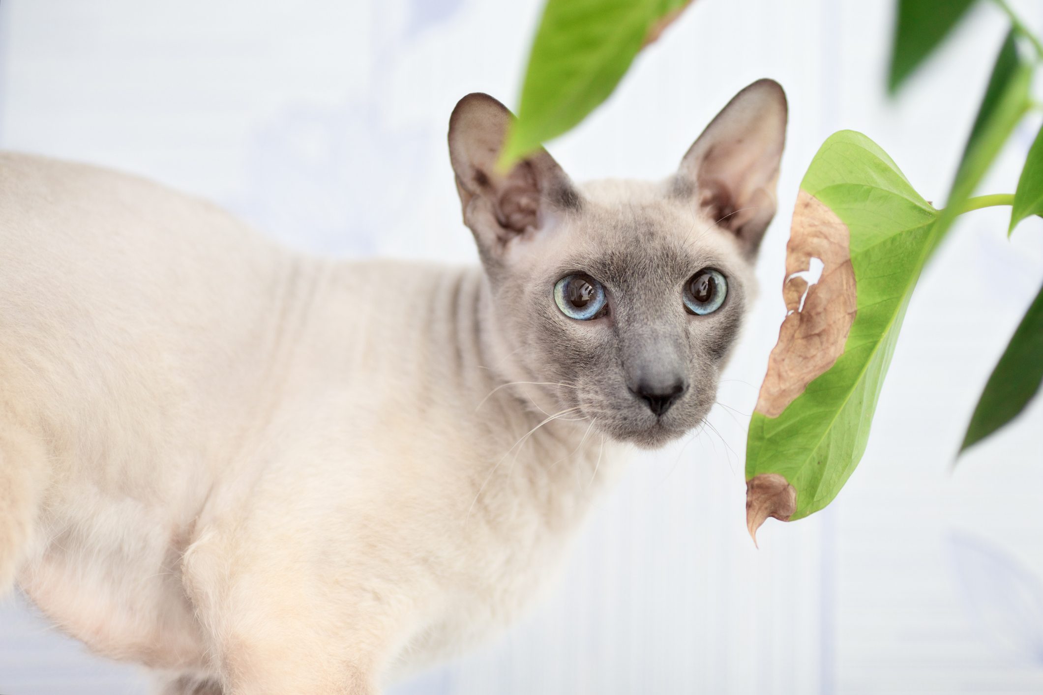 peterbarld cat