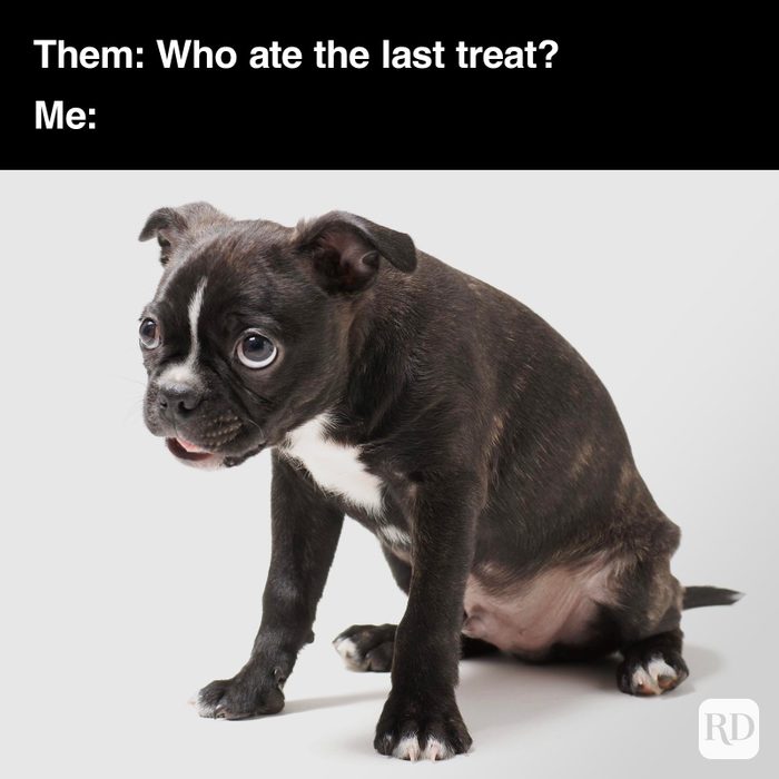Dog Memes 55