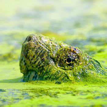 Turtle partially submerged, peeking above water surface, surrounded by green algae-covered pond.
