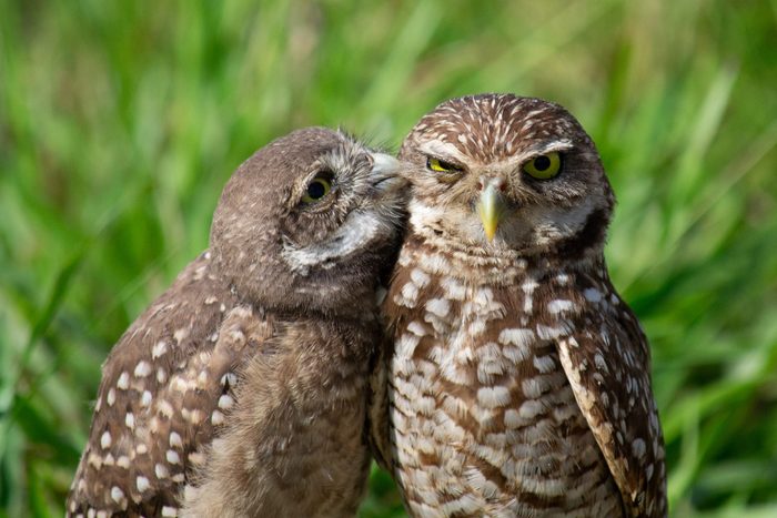 Burrowing owl peck