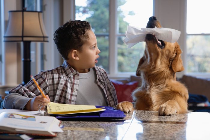 Golden retriever chewing boy's (9-11) homework