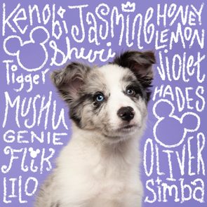 Puppy sitting against a purple background with character names like Jasmine and Simba written in white, accented with Disney-themed designs.