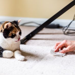 Cat lies on carpet, licking lips, while a hand cleans nearby with tissue; cords and furniture leg in background.