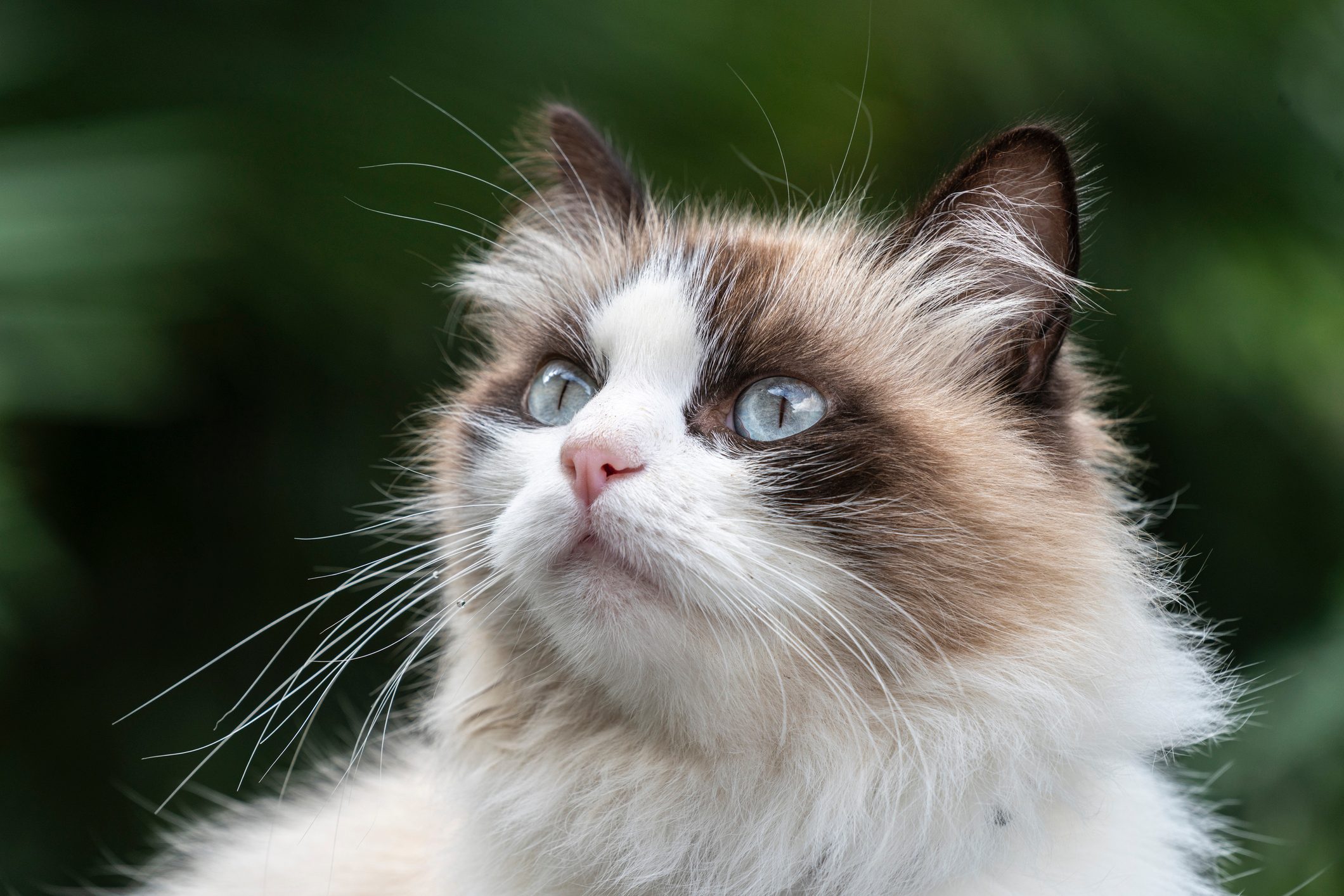 Birman cat