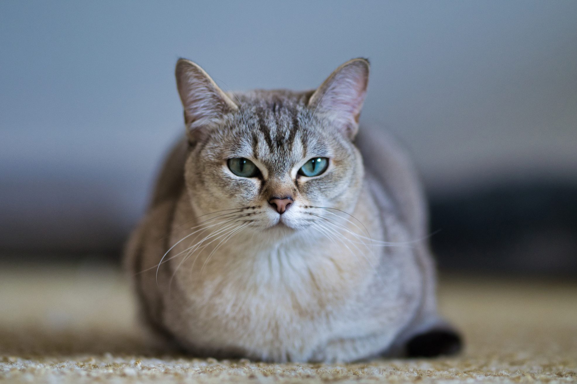 Burmilla golden cat