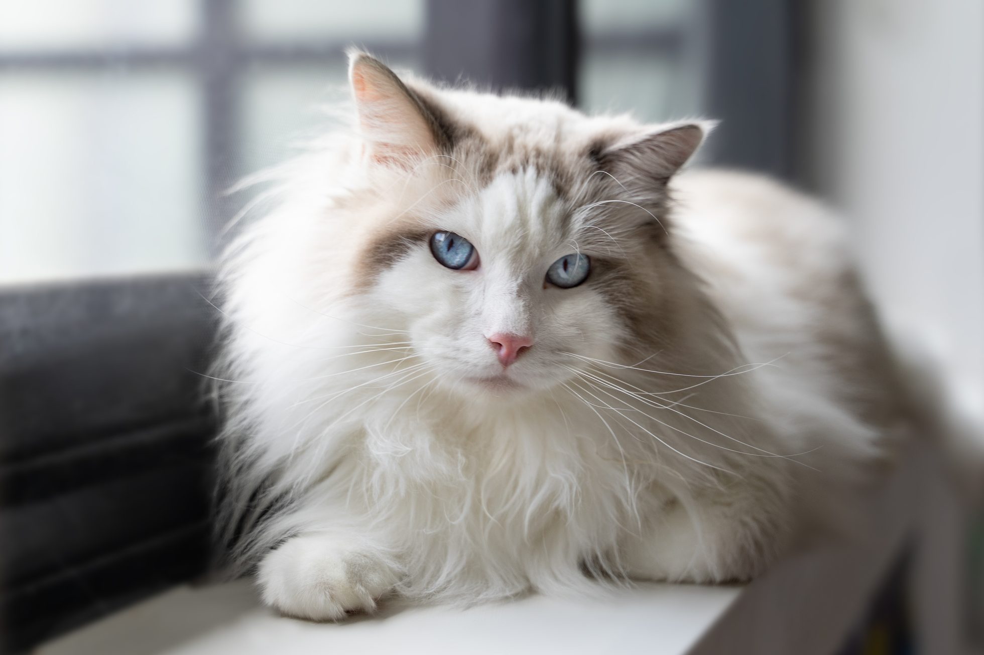 Ragdoll cat sitting on a window