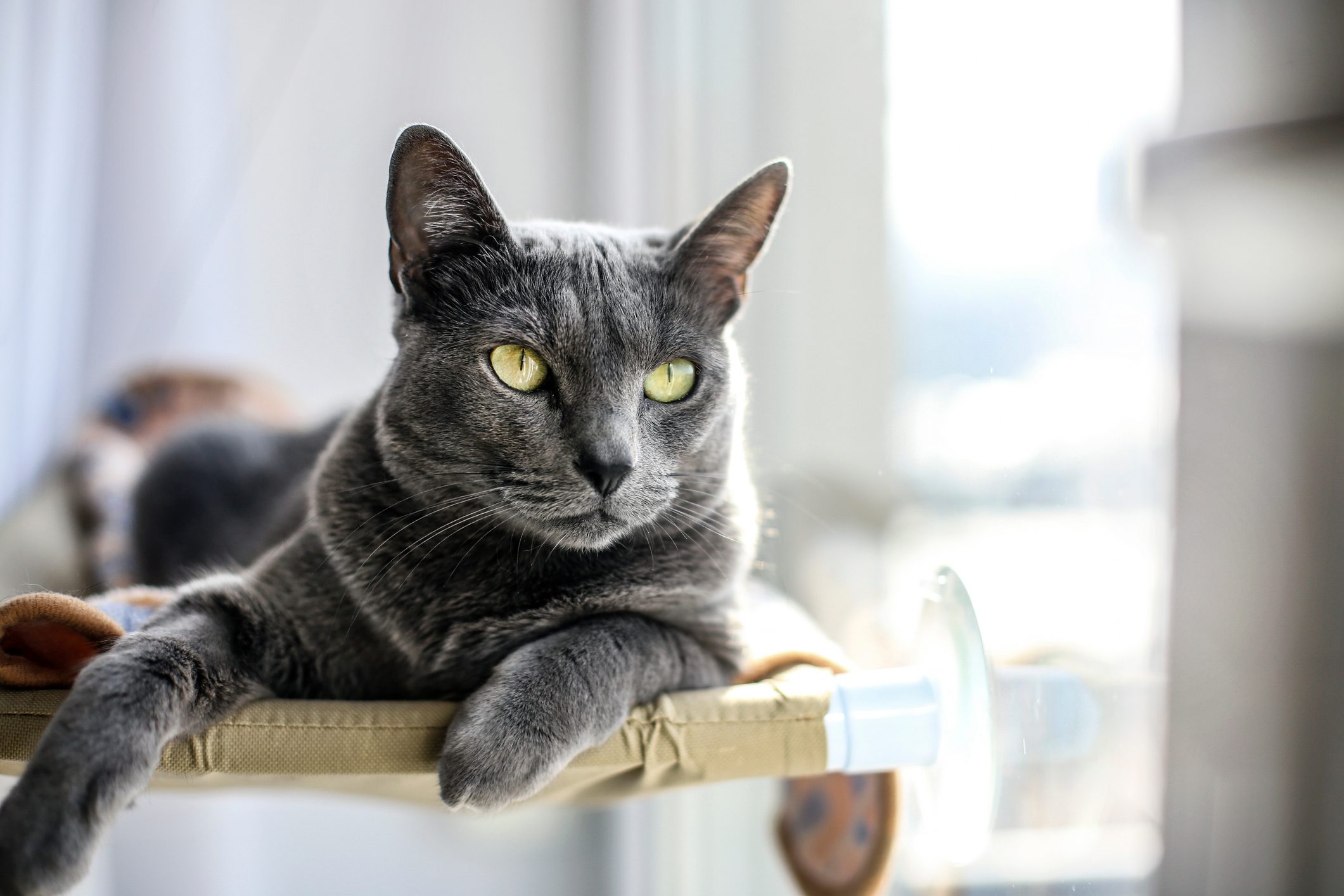 Russian Blue cat