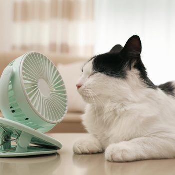 A cat naps beside a small tabletop fan in a cozy living room with soft lighting.