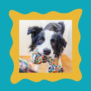 A black and white dog tugs on a colorful rope toy, standing on a wooden floor, framed by a wavy yellow and teal border.