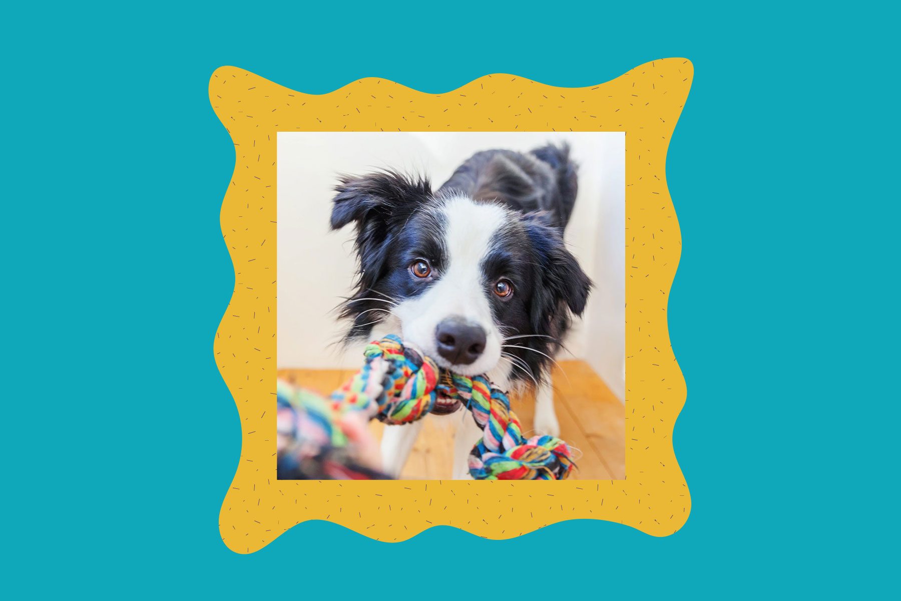Dog pulls colorful rope indoors, framed by a wavy yellow and blue border.