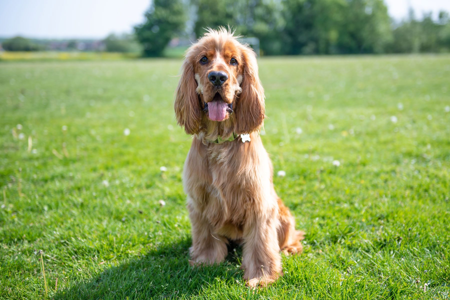 Cocker spaniel enjoying the british Summer 