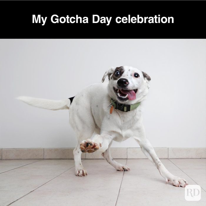 40 Smiling Dog Memes That Will Make Everything Better On A Bad Day