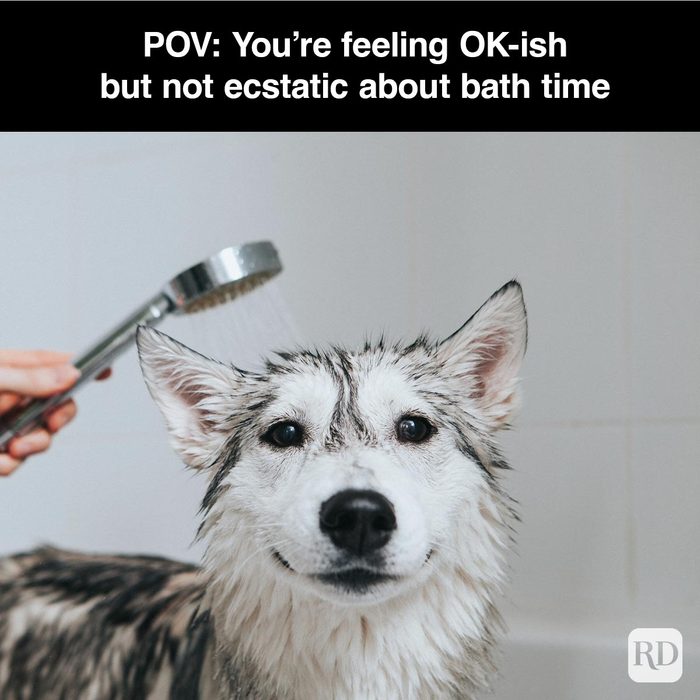 40 Smiling Dog Memes That Will Make Everything Better On A Bad Day