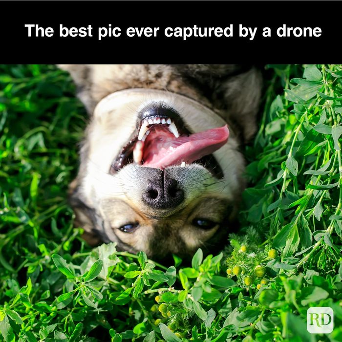 40 Smiling Dog Memes That Will Make Everything Better On A Bad Day