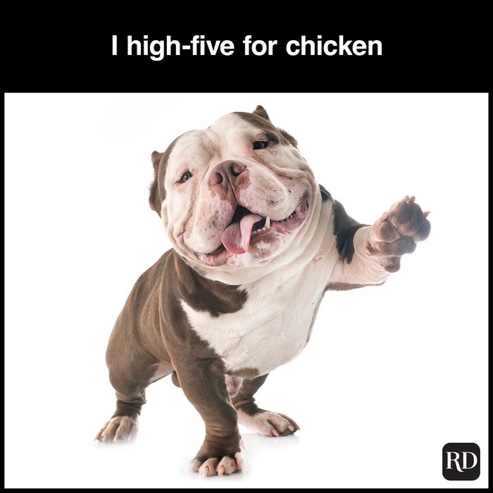 40 Smiling Dog Memes That Will Make Everything Better On A Bad Day