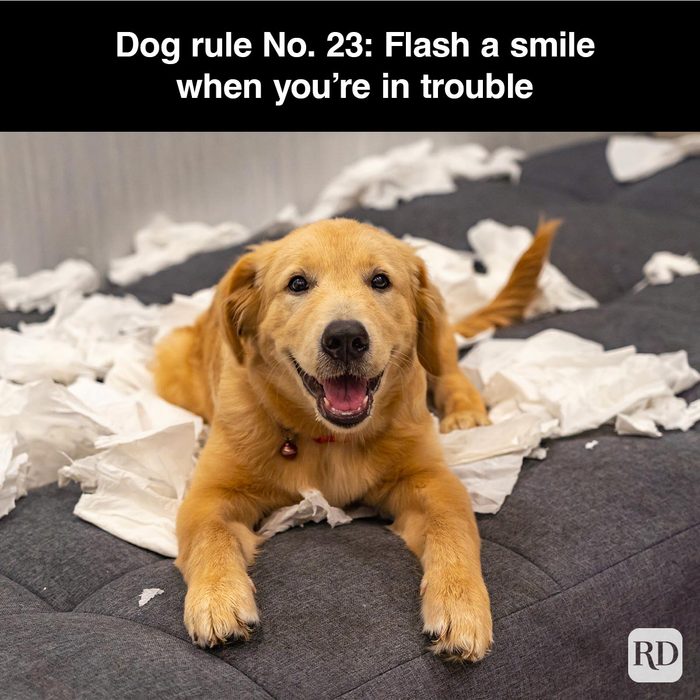 40 Smiling Dog Memes That Will Make Everything Better On A Bad Day