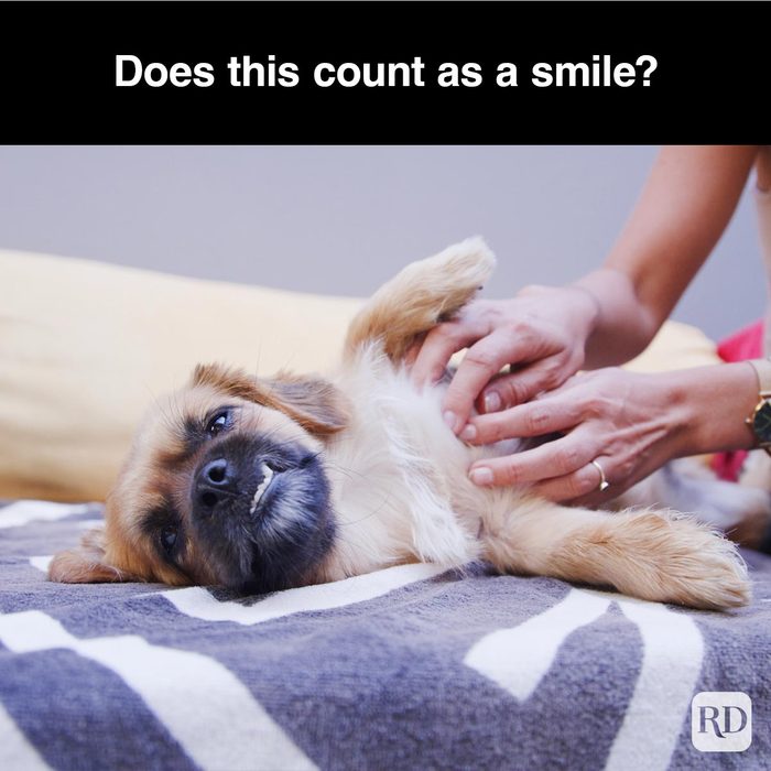 40 Smiling Dog Memes That Will Make Everything Better On A Bad Day