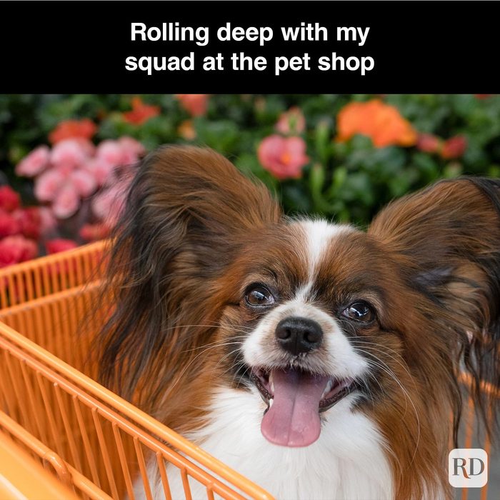 40 Smiling Dog Memes That Will Make Everything Better On A Bad Day