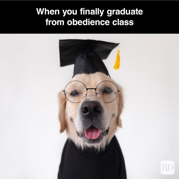 40 Smiling Dog Memes That Will Make Everything Better On A Bad Day