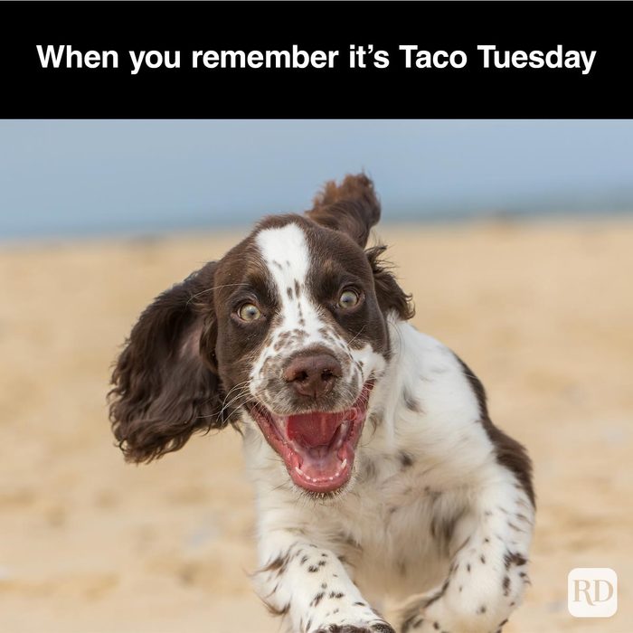 40 Smiling Dog Memes That Will Make Everything Better On A Bad Day