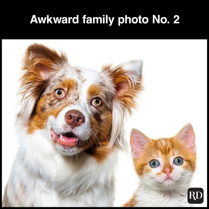 40 Smiling Dog Memes That Will Make Everything Better On A Bad Day