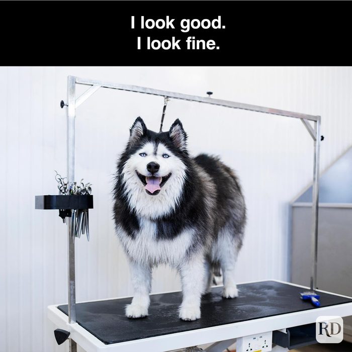 40 Smiling Dog Memes That Will Make Everything Better On A Bad Day